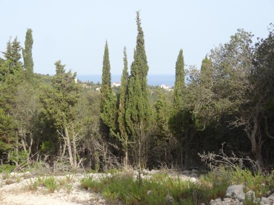 The Cypress Trail